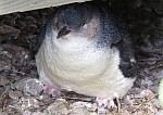 Bauer Pinguin